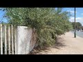 This overgrown tree is a danger to the neighbors… it’s out of control Free