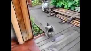 Собака спасает кота от смерти! Собака спасает кота от смерти!
