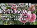 病気に強く・よく咲いて・花持ちが良い/お薦めのバラ5選