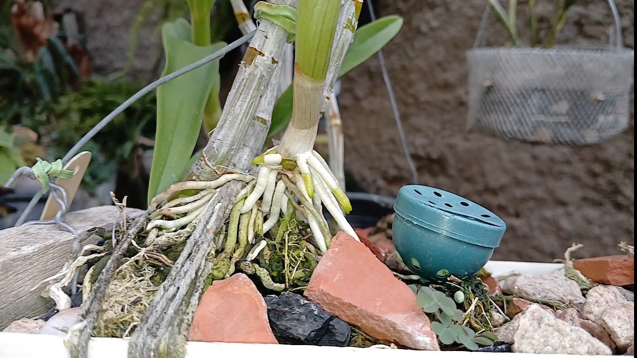 Araújo Com  Orquidea DENPHAL