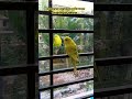 #dua that #nabimuhammadsaw #recited all #saban #month with #newlyborn #budgerigar #bird