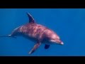 Scuba Diving Red Sea -  El Gouna (Egypt 2015) " Dolphins, Wrecks & more"