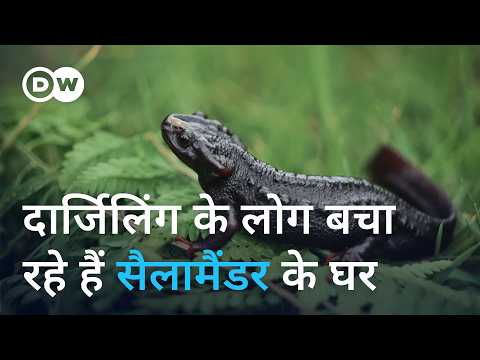 Can this ancient Himalayan creature be saved?