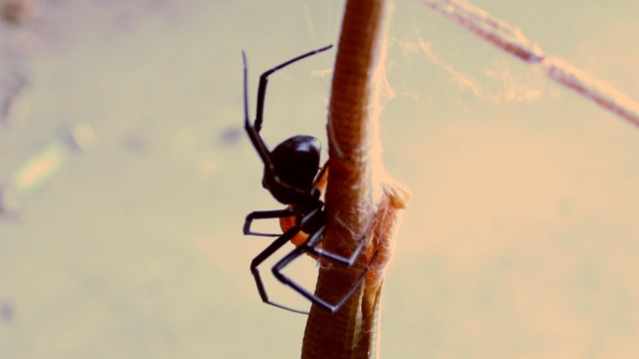 What animals eat black widow spiders?
