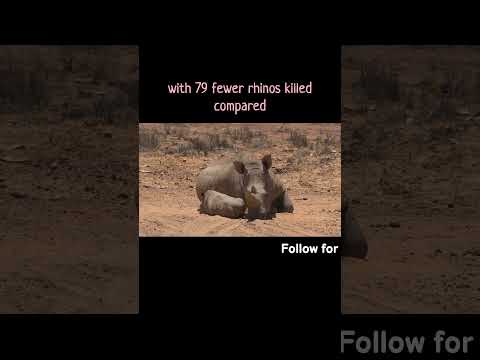 Rhino Poaching Drops In 2024 A Hopeful Sign Wildlife Animals Conservation 