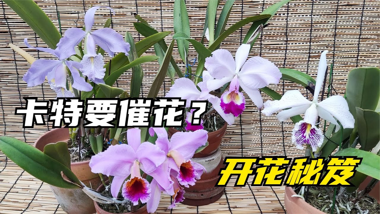 252 嘉德利亚兰（卡特兰）需要催花吗？开花秘笈是什么？开花7大问题汇总