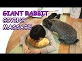 Giant Rabbit Gives Massage to Human(マッサージするウサギ、フレミッシュジャイアント)