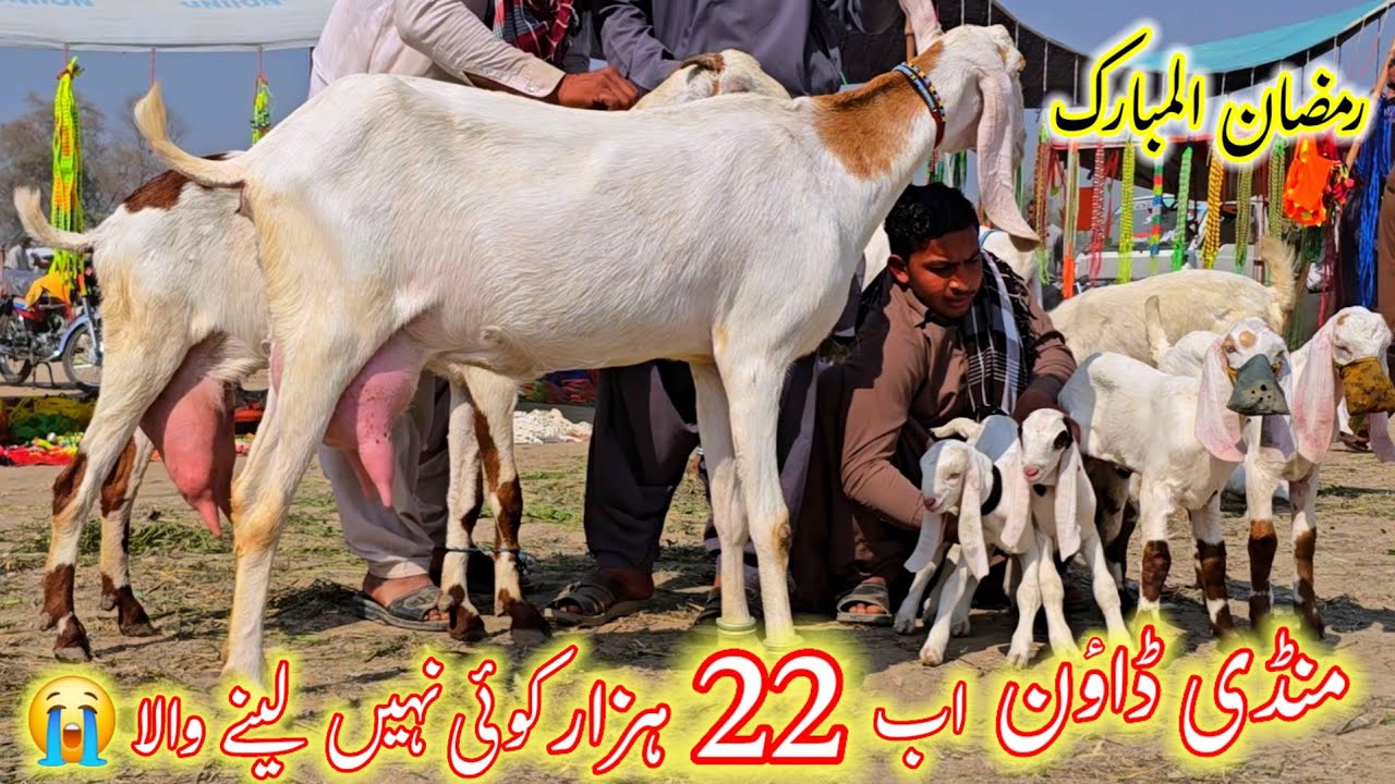 Fresh update season 2026 bakray تازہ ترین صورت حال بکرا منڈی ڈیرہ غازی خان بازار ڈاون وپاری پریشان 