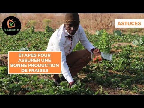 Vidéo: Fraise au miel : description de la variété et rendement