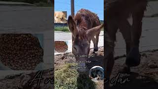 a sua ajuda salvar vidas #animals #4patas #pets #cachorro #ajudamim