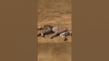 Unlucky Cheetah Caught by a Pride of Lions  #animals  #wildlife  #predatorvsprey