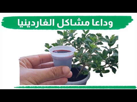 لن تعاني مع نبتة الجاردينيا منذ اليوم  غاردينيا