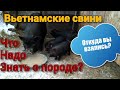 Вьетнамские свини. Особенности породы.