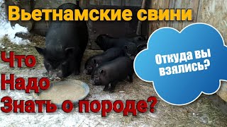 видео: Вьетнамские свини. Особенности породы. картинка: Вьетнамские свини. Особенности породы.