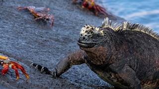 Evolution Gone Wild: The Isolated Island...