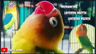 sekali pancing 100% jitu memancing lovebird langsung NGETIK DAN NGEKEK PANJANG