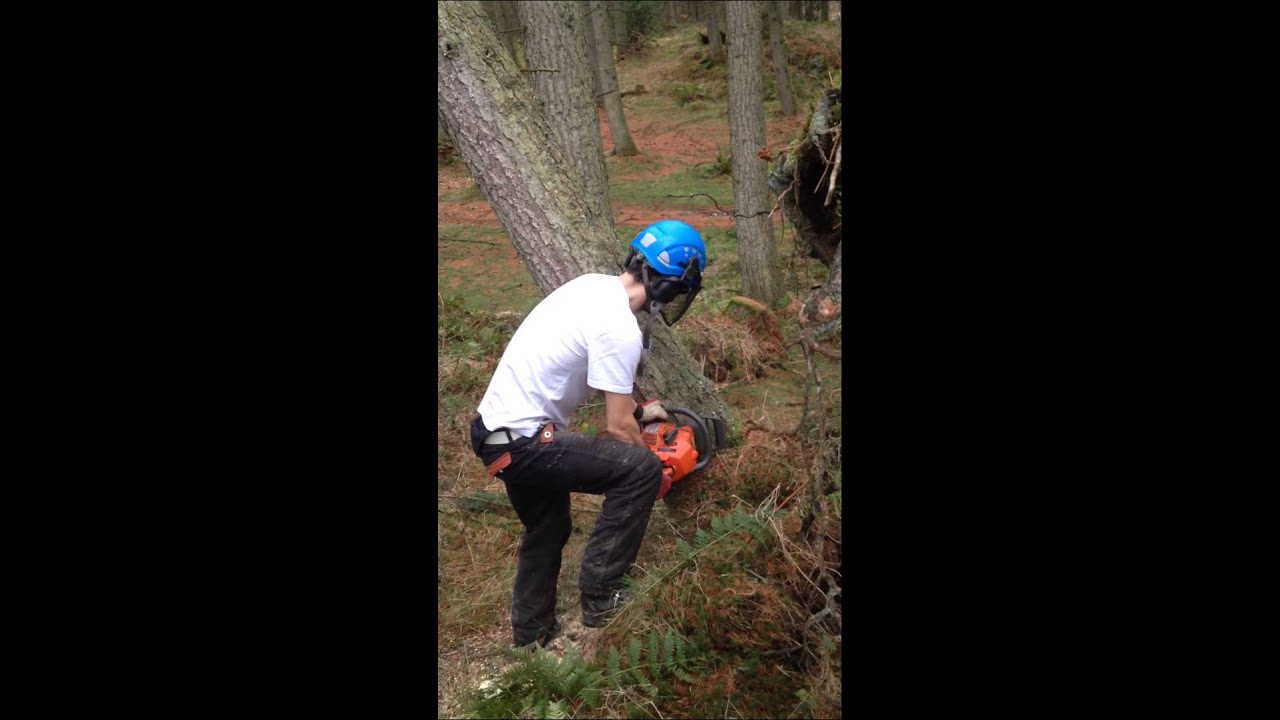 Dog tooth cut on a windblown larch. YouTube