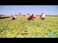 La culture du th  laide de lconomie au kenya