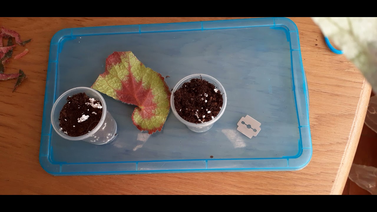 Как сажать листья бегоний