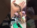 Bro I held two freaking snakes today. What the heckie 🫣😳😱 it was so COOOLLLLL🥰🥰🥰🤩😊
