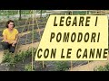 come LEGARE i POMODORI nell'orto CON LE CANNE