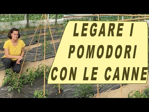 Video: Pomodoro 