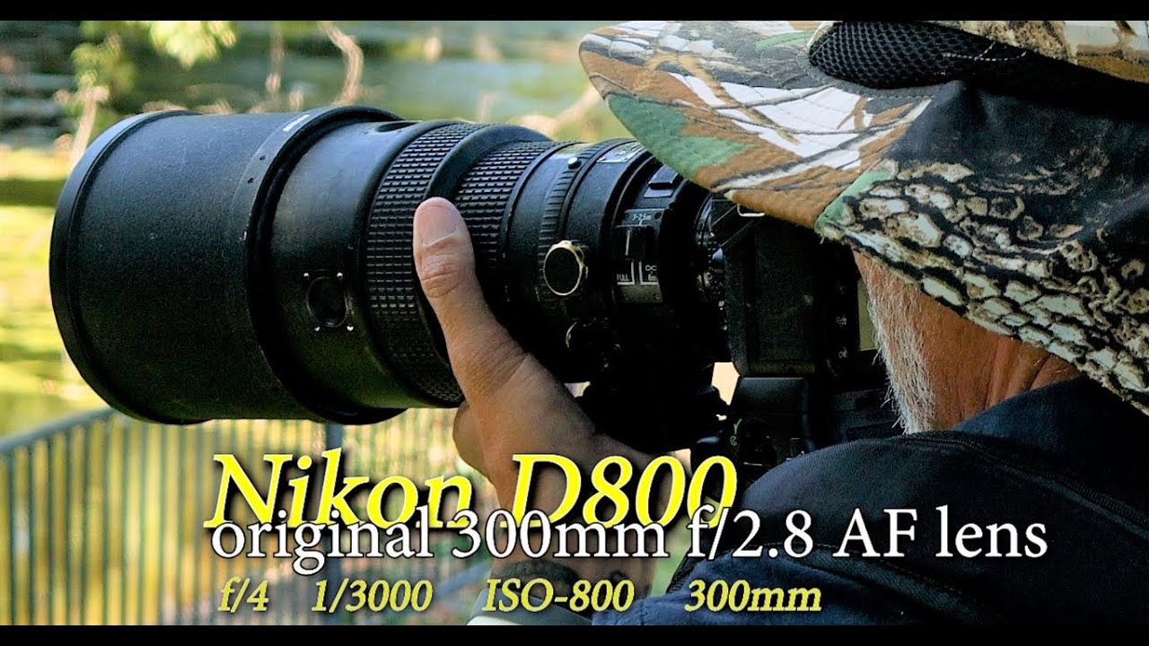 Nikon D800 - Dragonflies in flight & other treasures. This is 2012