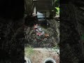 Feeding Koi Fish #koifish #feeding