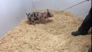 showpig.com