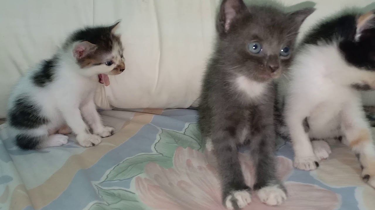 Kucing - YouTube