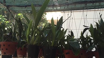 Thi công hệ thống tưới phun sương cho hoa lan cây cảnh tại nhà