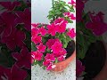 Sada bahar growing in Container | Beautiful flowers in container.