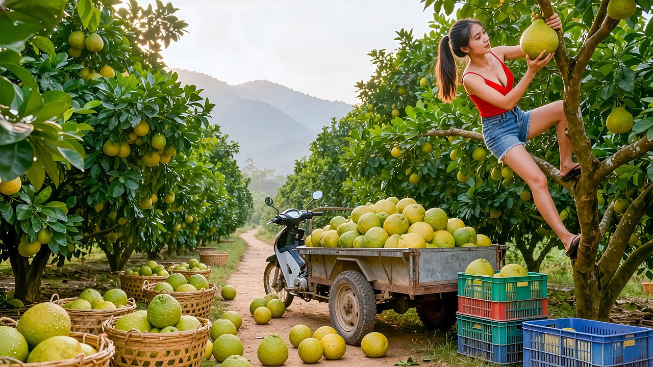 TIMELAPSE - Harvesting 1000+ Big Grapefruit Go to Market Sell - Pick Lemons