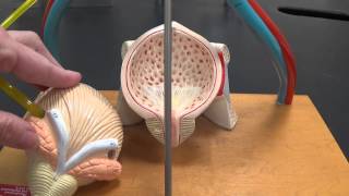 Urinary System Model