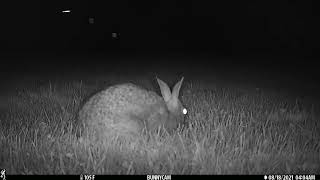 Mother Rabbit Covering Her Nest After Feeding