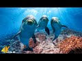 Capture de la vidéo 3Hrs Of 4K Dolphins Paradise - Undersea Nature Relaxation Film + Relaxing Music By Scenic Travel