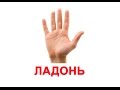 Картинки ЧАСТИ ТЕЛА для детей, карточки по методике Глена Домана «Вундеркинд с пеленок»