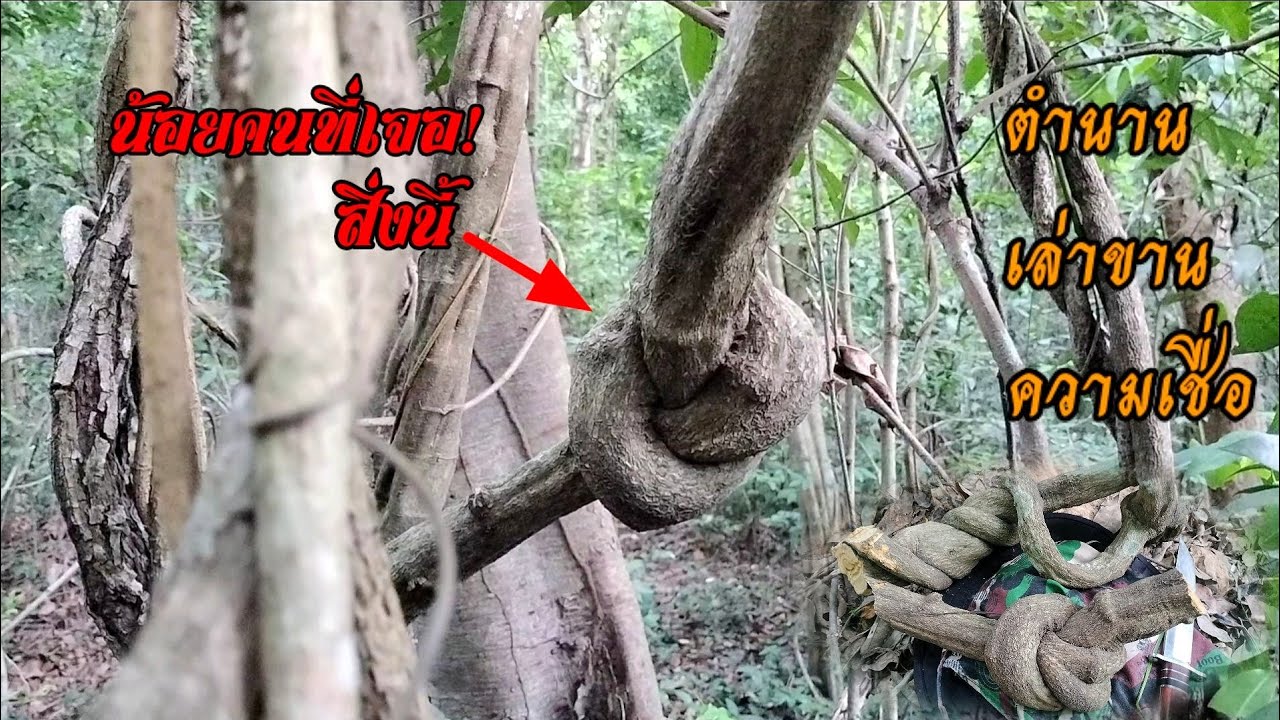 เก็บเถาวัลย์ผูก! ของดีที่หลายคนตามหา