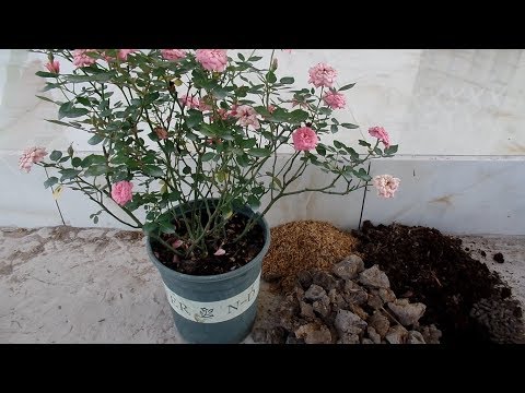 cách trồng hoa hồng - Hướng dẫn chăm sóc hoa hồng tỉ muội: cắt tỉa, chọn đất & thay chậu hồng tỉ muội
