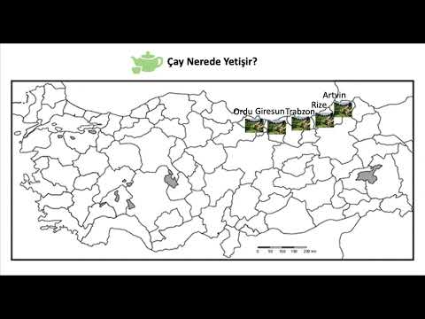 🍵Çay Türkiye'de Nerede Yetişir? | Ne Nerede Yetişir #9
