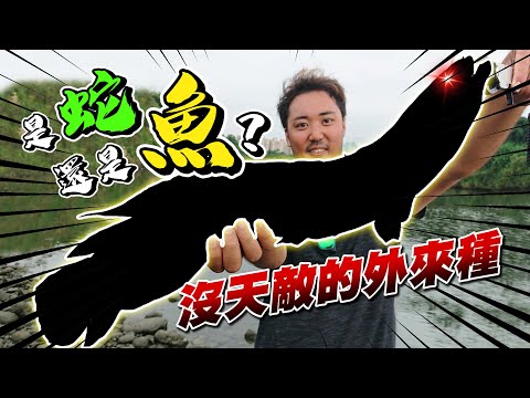 台北市區的河中釣到長得很像大蟒蛇的生物!? 血盆巨口嚇死人!!!