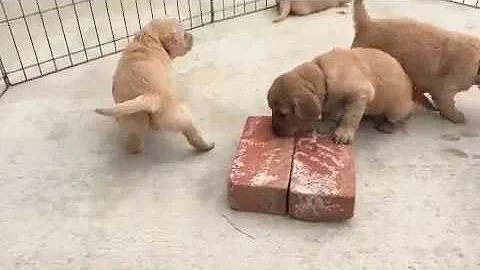 TinyGoldens Puppy Playtime!