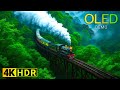 4K Incredible Natural World HDR  l OLED Demo