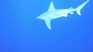2022_2_26 Jupiter Florida Sandbar Sharks