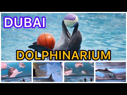 Dubai Dolphinarium | ഡോൾഫിനേറിയം | My first vlog.