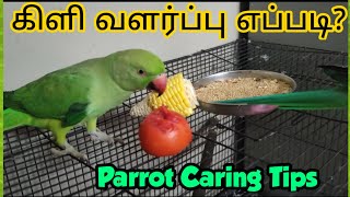 கிளி வளர்ப்பது எப்படி? || Parrot caring tips in tamil || baby parrot caring tips || parrot care