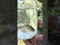 Bottle Fish Trap /Amazing Catch Fish with Plastic Bottle #shortvideo #fishtrap