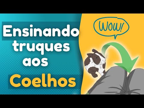 Vídeo: Como levantar um cachorro corretamente: 7 etapas (com fotos)