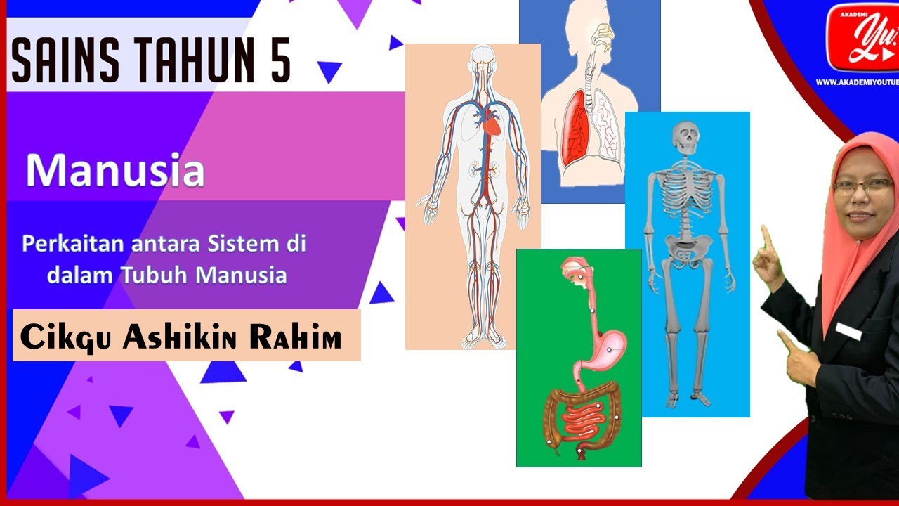 Sains Tahun 5  Perkaitan Antara Sistem Di Dalam Tubuh Manusia  YouTube