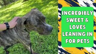 MEET LUKA AT KC PET PROJECT